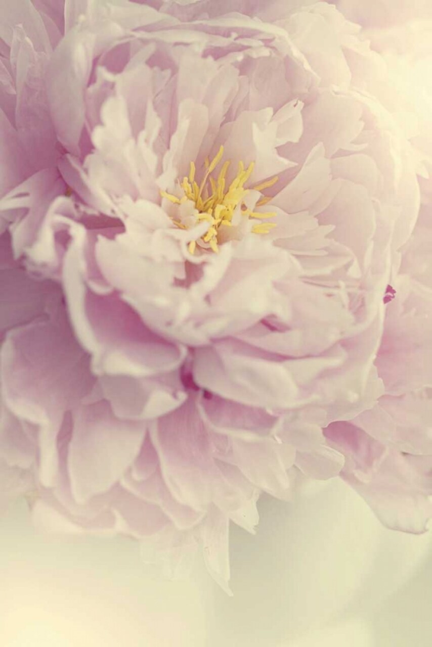 Angelic Petals Poster Print by Sarah Gardner - Item # VARPDX10141